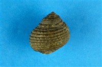 藏品(草蓆鐘螺)的圖片